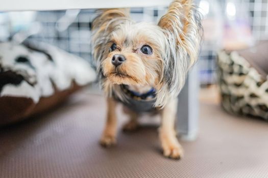 Cute Yorkshire Terrier (Companion Animal). Shooting Location: Tokyo metropolitan area