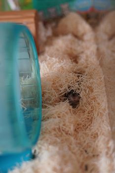 Jungarian hamster image. Shooting Location: Yokohama-city kanagawa prefecture