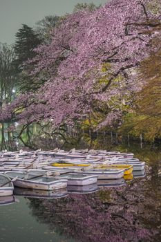 Inokashira Park Night Sakura and Boat. Shooting Location: Tokyo metropolitan area