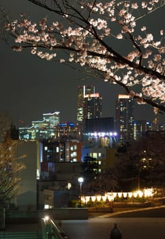 Minato Mirai who was stuck in cherry blossoms. Shooting Location: Yokohama-city kanagawa prefecture