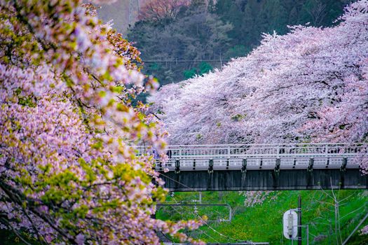 Spring Yamakita Station (Kanagawa Prefecture Ashigarakami-gun). Shooting Location: Kanagawa Prefecture Ashigarakami-gun