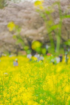 People who gather in a rape flower field. Shooting Location: Tachikawa City, Tokyo