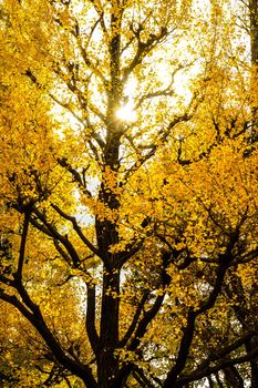 Ginkgo of Jingu Genguo Tori. Shooting Location: Tokyo metropolitan area