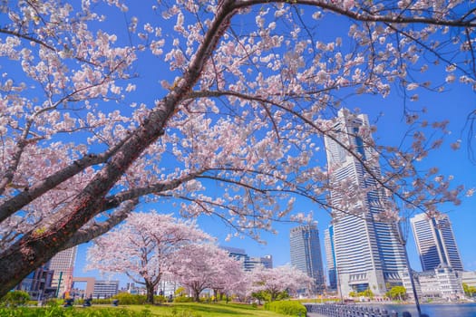 The city of full bloom and the city of Yokohama Minato Mirai. Shooting Location: Yokohama-city kanagawa prefecture