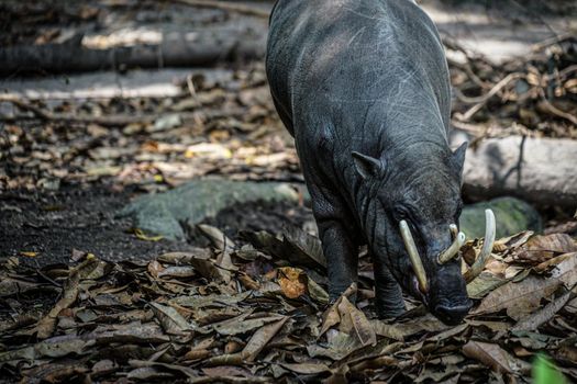 Wild Babirusa image. Shooting Location: Singapore