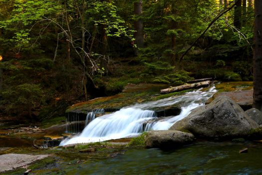 A small stream of cold water flows into the forest, the backdrop of nature