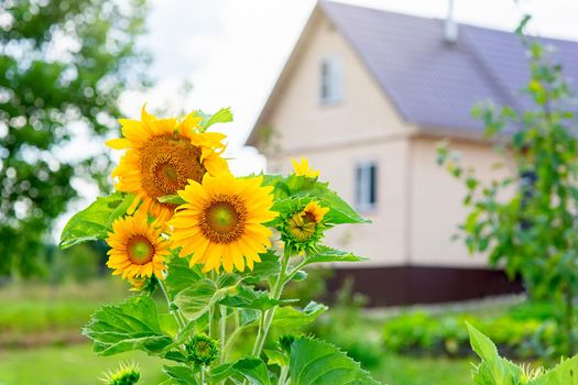 Beautiful sunflower grows in the countryside near the house. Copy space