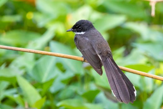 Image of Malaysian Pied Fantail ( Rhipidura javanica) on the tree branch on nature background. Bird. Animals.