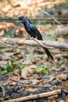 Image of Greater Racquet-tailed Drongo ( Dicrurus paradiseus) on the tree branch on nature background. Bird. Animals.