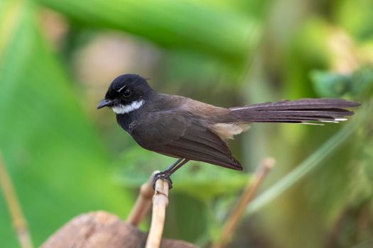 Image of Malaysian Pied Fantail ( Rhipidura javanica) on the tree branch on nature background. Bird. Animals.