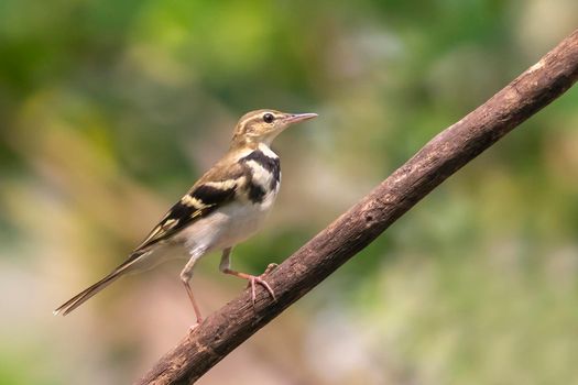 Image of Forest Wagtail (Dendronanthus indicus) on the tree branch on nature background. Bird. Animals.