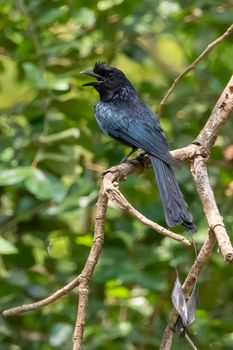 Image of Greater Racquet-tailed Drongo ( Dicrurus paradiseus) on the tree branch on nature background. Bird. Animals.