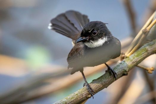 Image of Malaysian Pied Fantail ( Rhipidura javanica) on the tree branch on nature background. Bird. Animals.