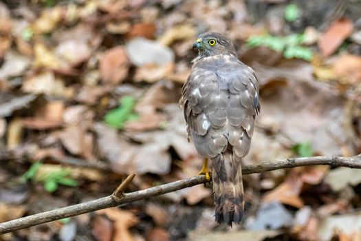 Image of Shikra Bird ( Accipiter badius) on a tree branch on nature background. Hawk. Animals.