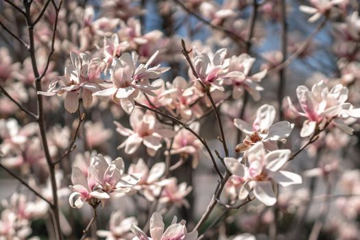 Blooming magnolia in spring against pastel bokeh blue sky and pink background, wide composition