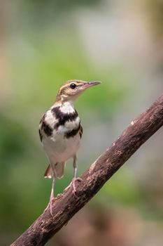 Image of Forest Wagtail (Dendronanthus indicus) on the tree branch on nature background. Bird. Animals.