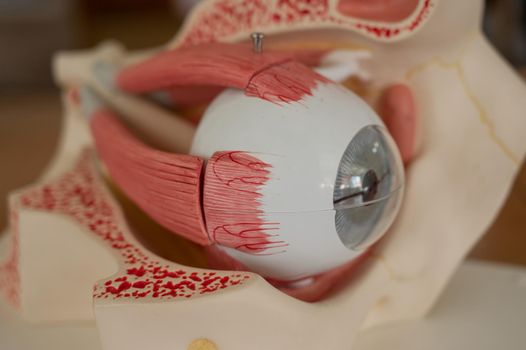 Close-up of an anatomical plastic model of the human eye