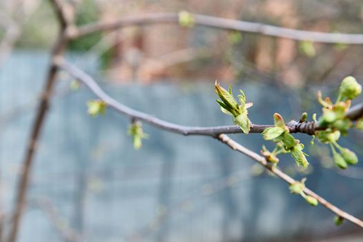 Baby leaves on the sprig of a flowering fruit tree in the spring garden