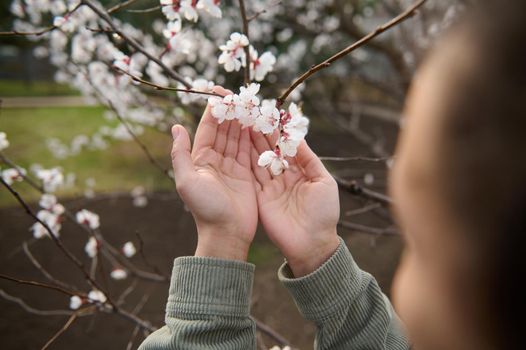 Close-up. Focus on female hands holding a branch of a blossoming apricot fruit tree standing in a garden plot. Blooming trees on an early spring day.