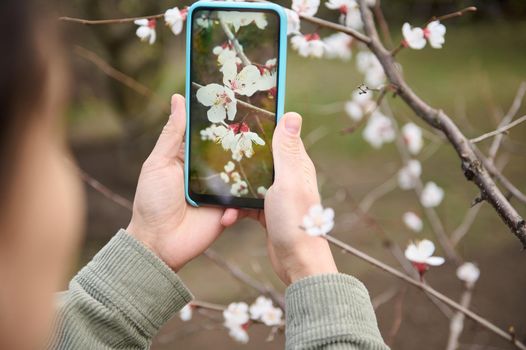 Close-up hands holding a mobile phone and taking a photo of a blossoming apricot tree. Spring, flowering trees, bloom. Mobile phone in live view mode