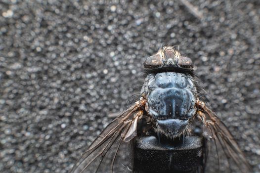 Extremely close-up of a dead fly covered with dust particles. Shallow depth of field dead insects.