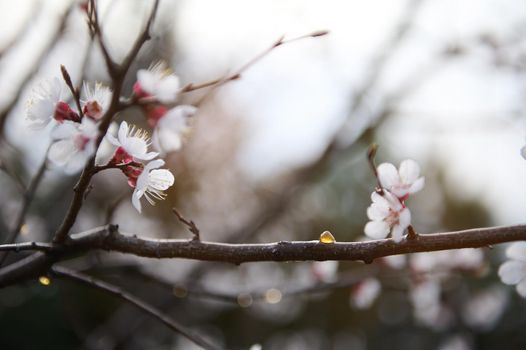 Close-up. Cropped image of a flowering blossoming apricot fruit tree with swollen buds, against the background of a clear sky on an early spring day. Gardening, botany