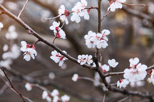 Blossoms of purple-leaf apricot on the branch of a flowering tree in the early springtime. Spring- blooming fruit trees in the garden plot