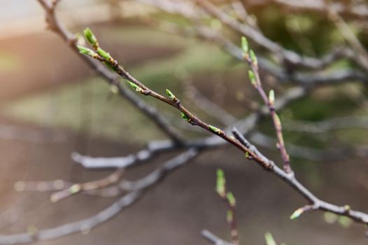 Close-up. Spring- blooming fruit trees in the garden plot. Swollen buds on the flowering fruit tree