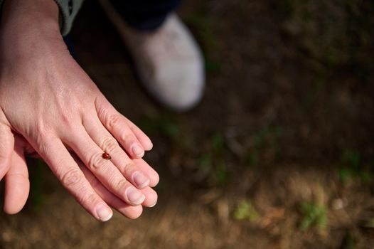 Close-up of a little beetle ladybug walking on human hand in the early spring sunny day