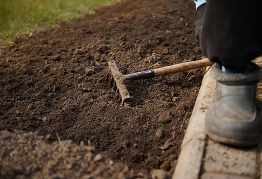 Focus on soiled rakes lying on loosened soil prepared for seedlings and sowing on an early spring day. Horticulture, agriculture, gardening, house and garden concept