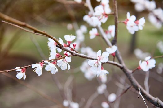Blossoms of purple-leaf apricot on the sprig of a flowering tree in the early springtime. Spring- blooming fruit trees in the garden plot