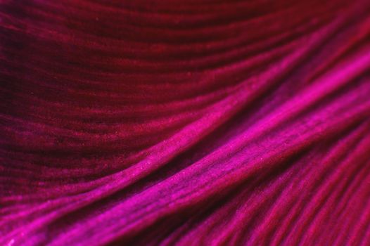 Extreme macro Bright close-up of a flower petal in pink. Abstract flower petal texture background