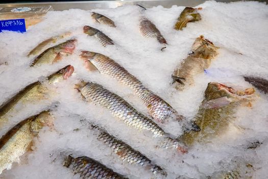 Fresh fish lies in the ice on the counter of the store