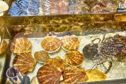 Shells scallop and oysters are in the aquarium on the counter of the store