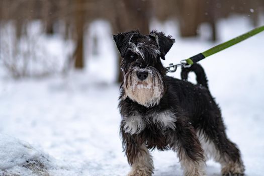 Miniature Schnauzer dog beard snow black, for cute animal for miniature and nature obedience, og spring. Happy little lake, training grass fun