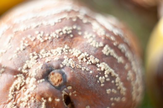 Rotten quince apple on the fruit tree, Monilia laxa infestation, plant disease. High quality photo