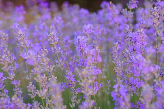 A beautiful violet bush of blossoming lavender close-up.