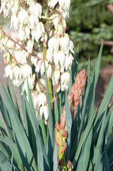 large creamy flowers on the inflorescence of garden yucca, tenderness and beauty in nature, neutral, floral background. High quality photo