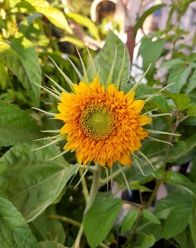 Bright yellow-orange sunflower flower blooms against the background of greenery close-up.