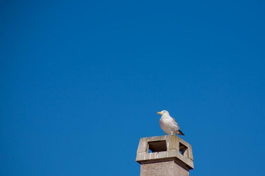 Seagull on a concrete  chimney. Blue sky background.