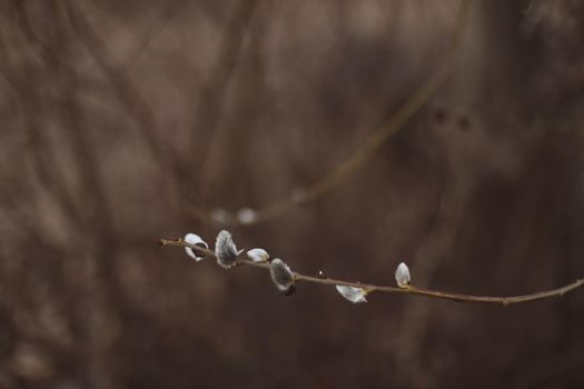 Branches with catkins. Willow blossom. Spring background. Close-up, selective focus.