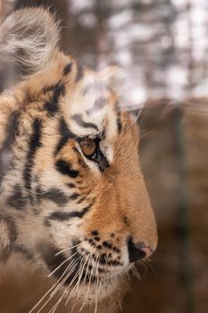 Profile portrait of Bengal tiger, Panthera tigris tigris, isolated on gray-black background