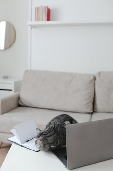 funny cat at workplace with notebook and laptop in a modern stylish home office.