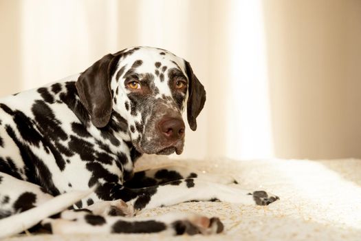 Sad or sleepy dalmatian dog lying on blue sofa