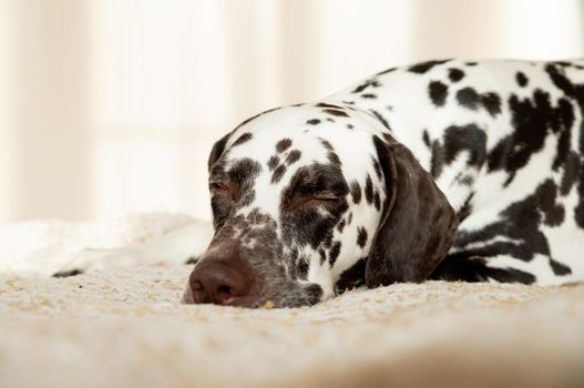 Sad or sleepy dalmatian dog lying on blue sofa