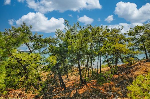 Beautiful nature in Aegina island