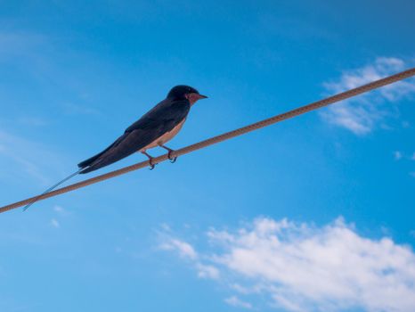 Swallow on a wire. Blue sky with clouds.