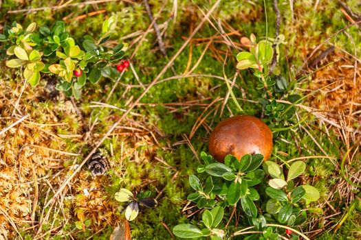 Autumn in the forest. Mushroom in the forest