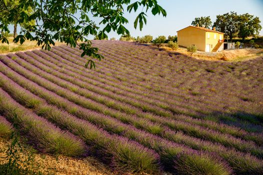 Are long rows of flowering lavender at sunset, field of lavender in France, Valensole, Cote Dazur-Alps-Provence, house on a background, backlit. High quality photo
