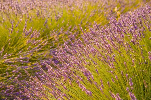 Are long rows of flowering lavender at sunset, field of lavender in France, Valensole, Cote Dazur-Alps-Provence, backlit. High quality photo